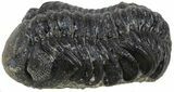 Austerops Trilobite Fossil - Rock Removed #55867-2